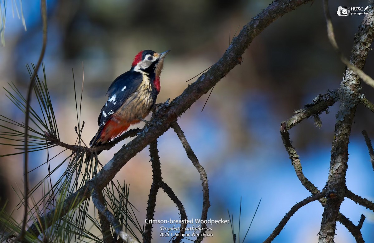 Necklaced Woodpecker - ML631250034