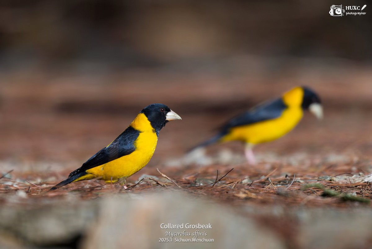 Collared Grosbeak - ML631250054