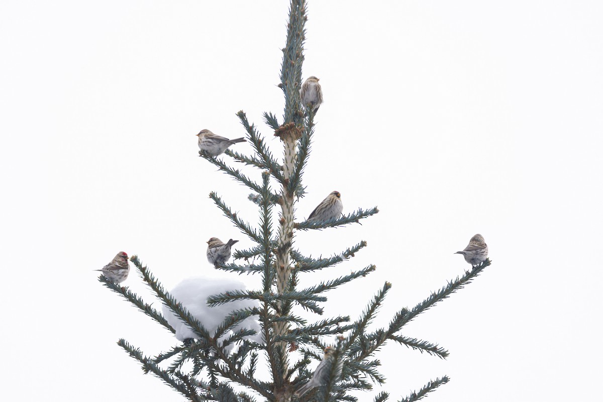 Redpoll (Common) - ML631250126