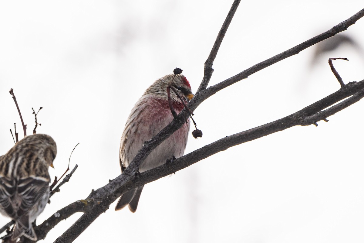 Redpoll (Common) - ML631250211