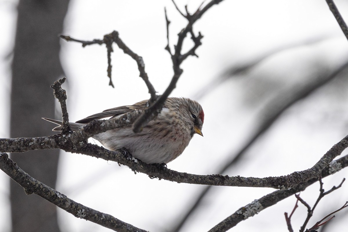 Redpoll (Common) - ML631250212