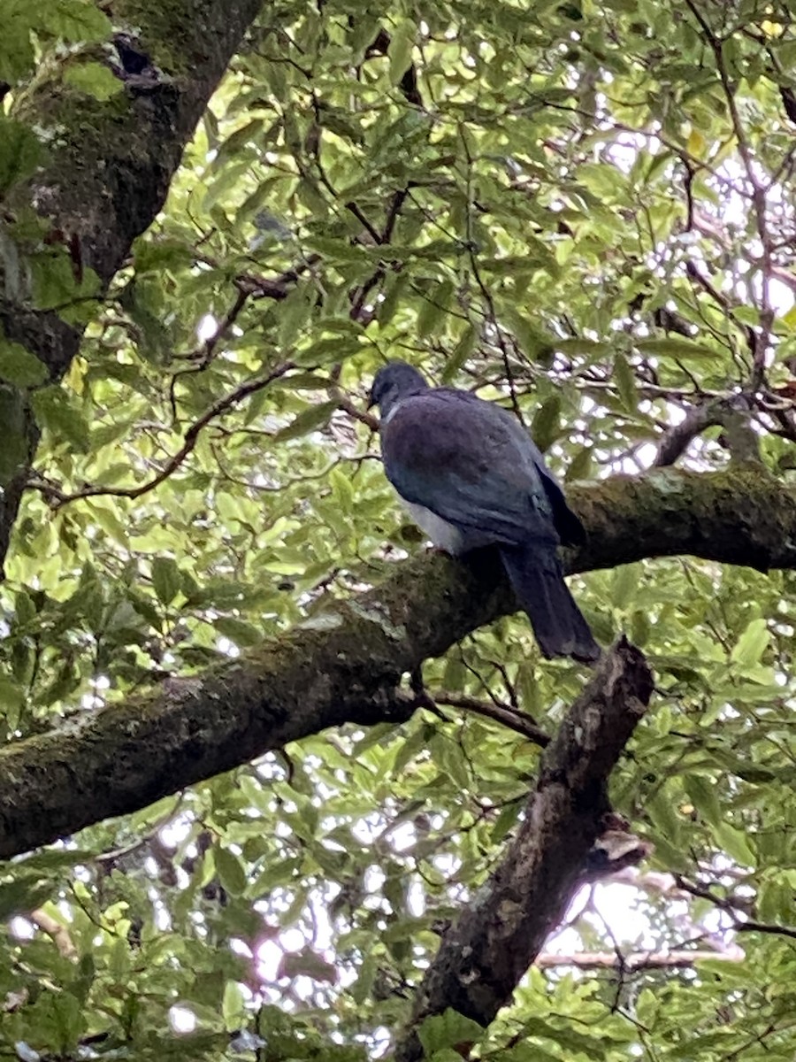 New Zealand Pigeon - ML631250372