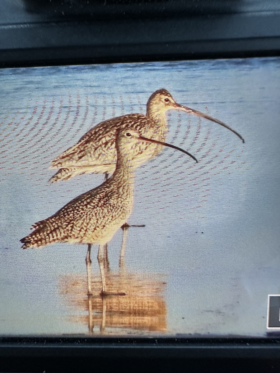 Long-billed Curlew - Joan Mashburn