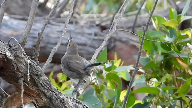 Gray Shrikethrush - ML631250569