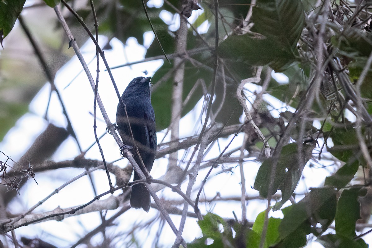 Blue Seedeater - ML631250591