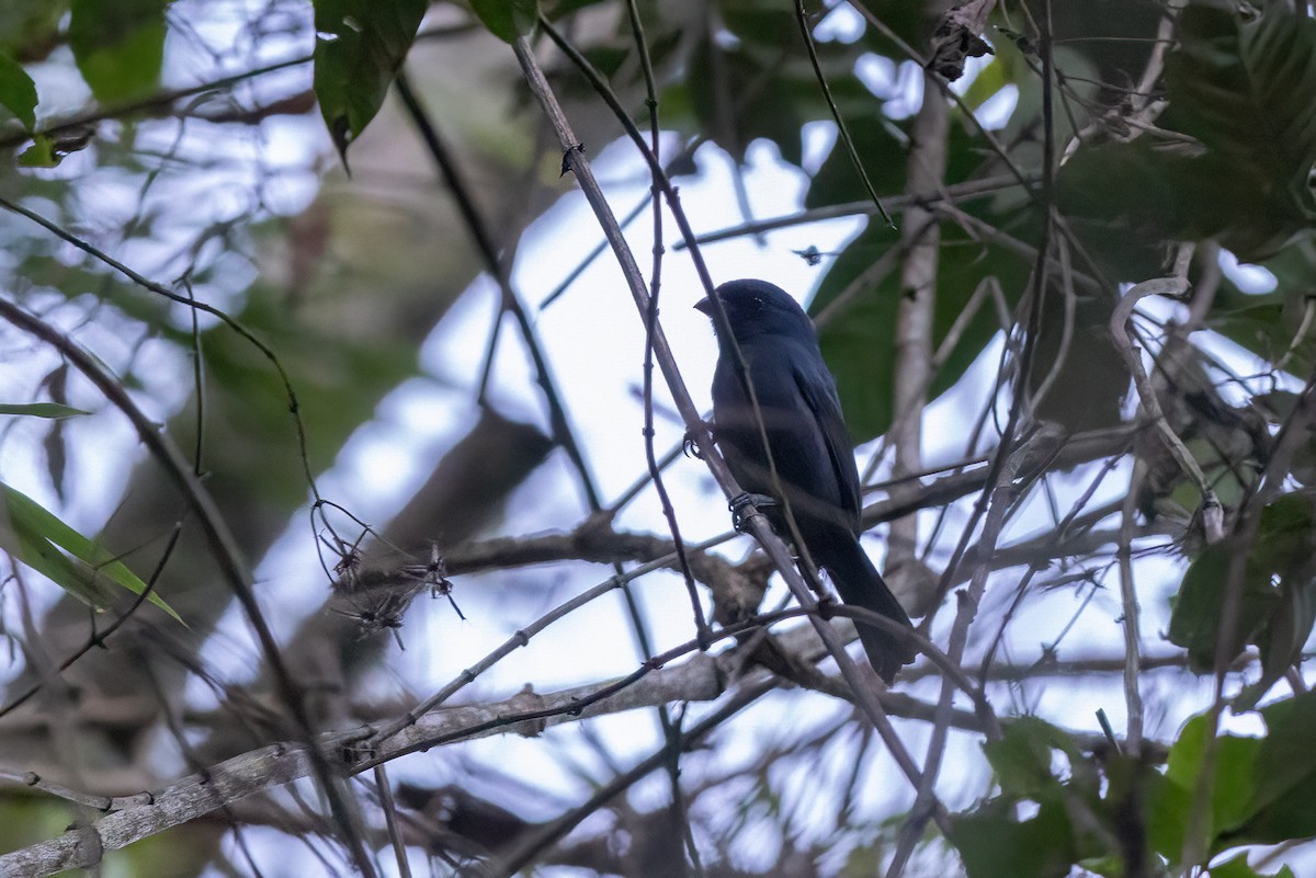 Blue Seedeater - ML631250593