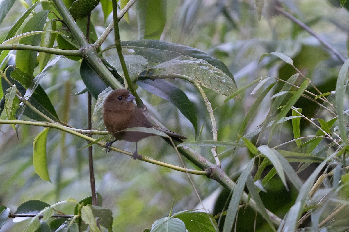 Blue Seedeater - ML631250596