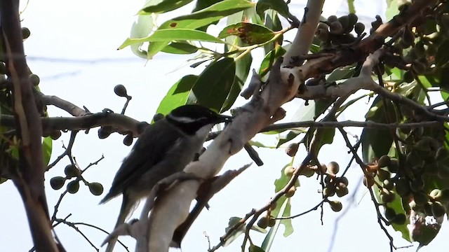 Strong-billed Honeyeater - ML631250604