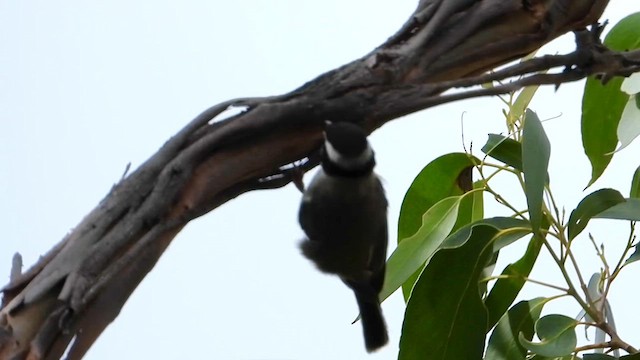 Strong-billed Honeyeater - ML631250605