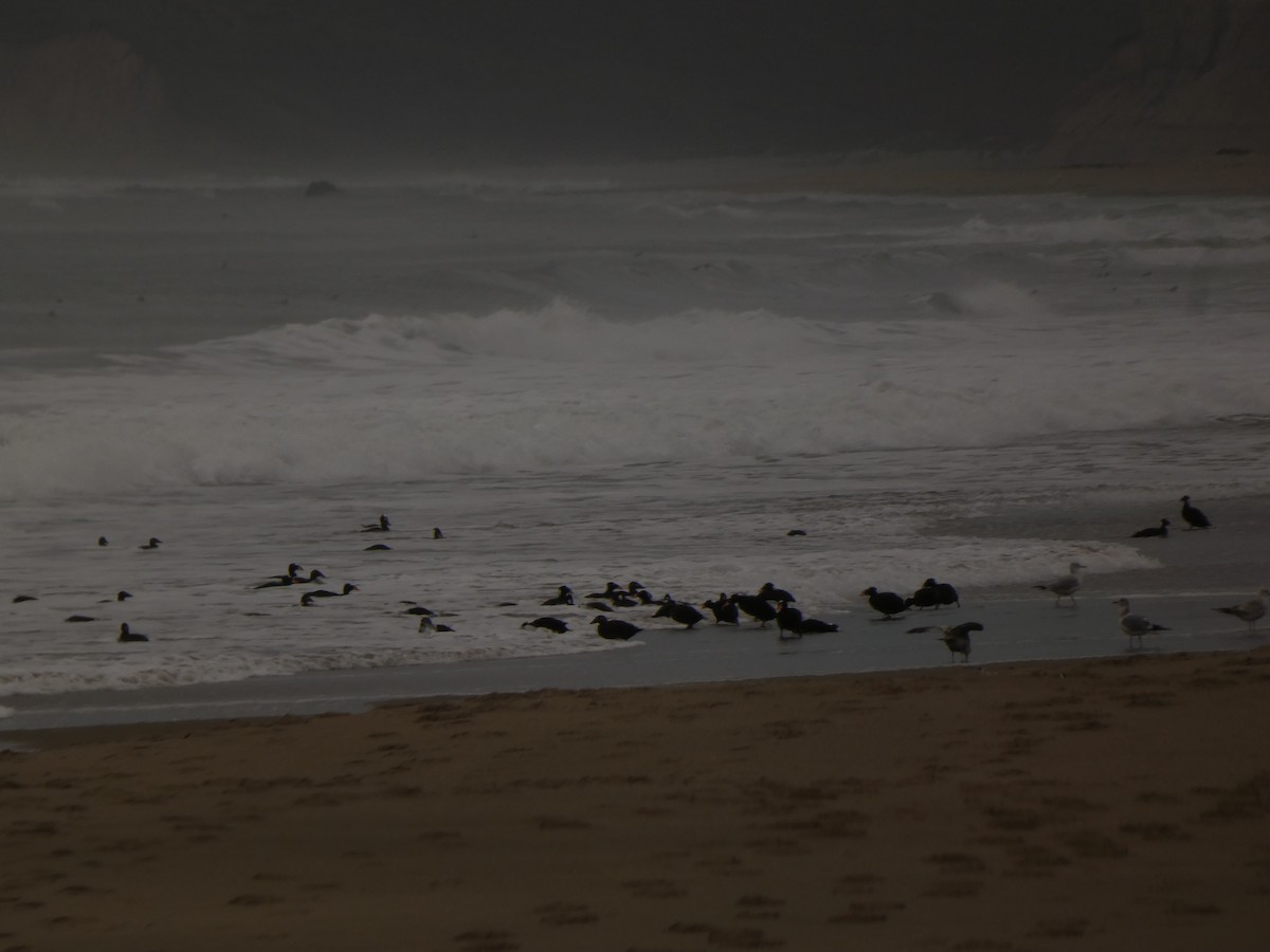 Surf Scoter - ML631250613