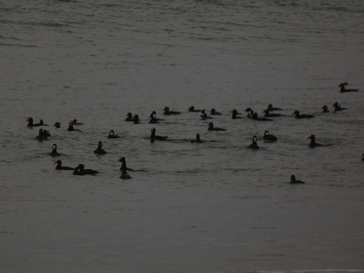 Surf Scoter - ML631250614