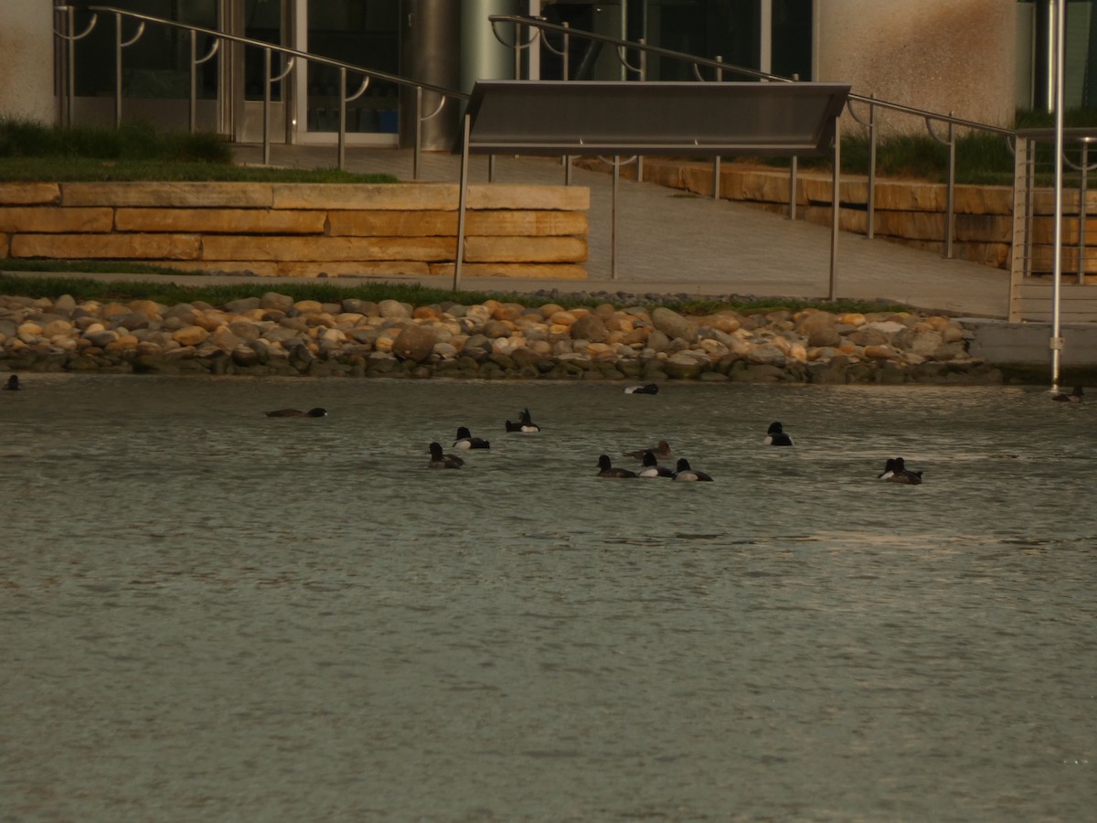Tufted Duck - ML631250656