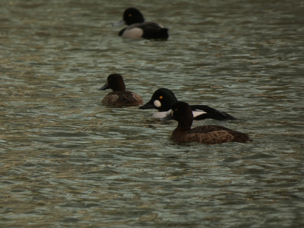 Common Goldeneye - ML631250661