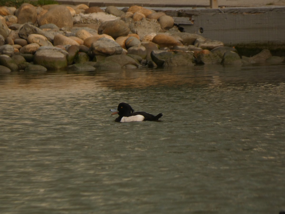 Tufted Duck - ML631250668
