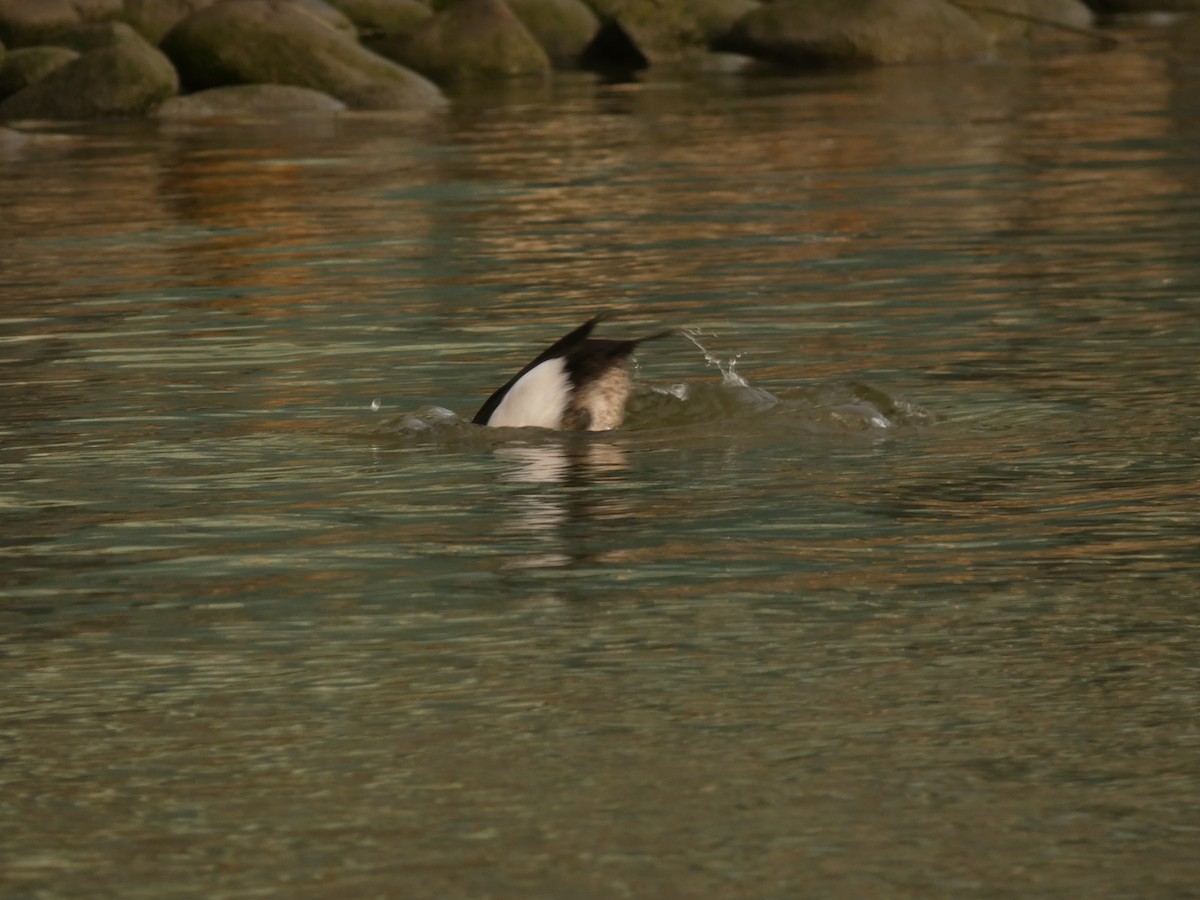 Tufted Duck - ML631250671