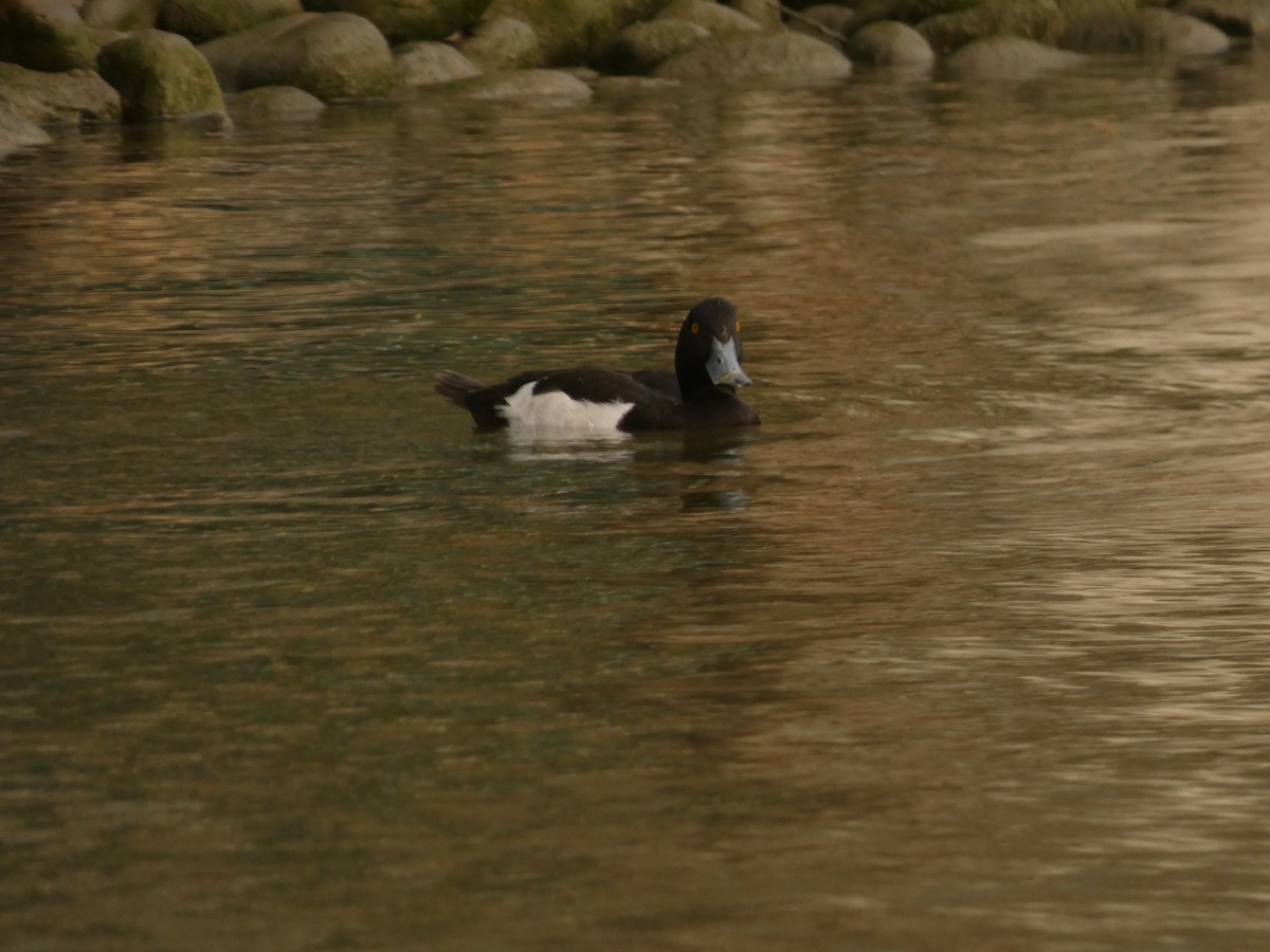 Tufted Duck - ML631250677