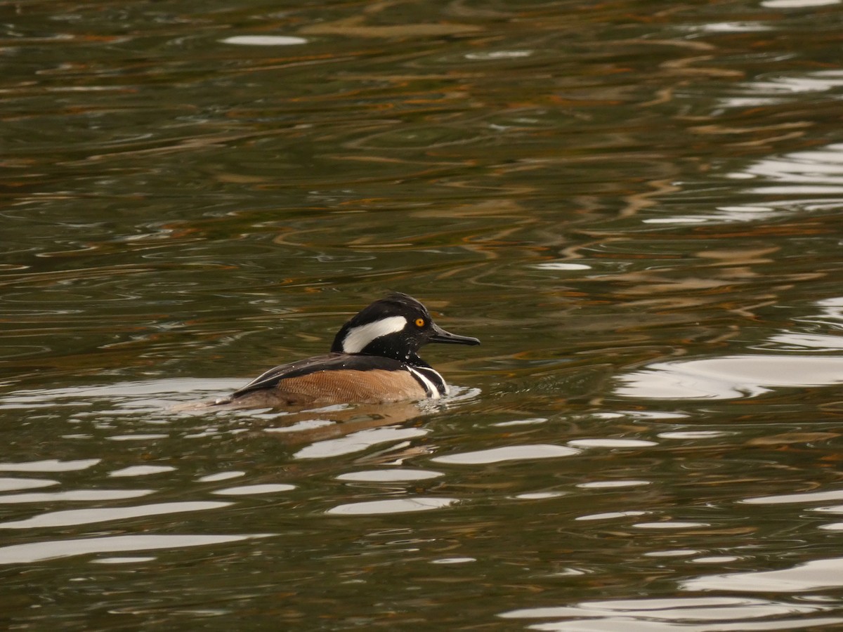 Hooded Merganser - ML631250691