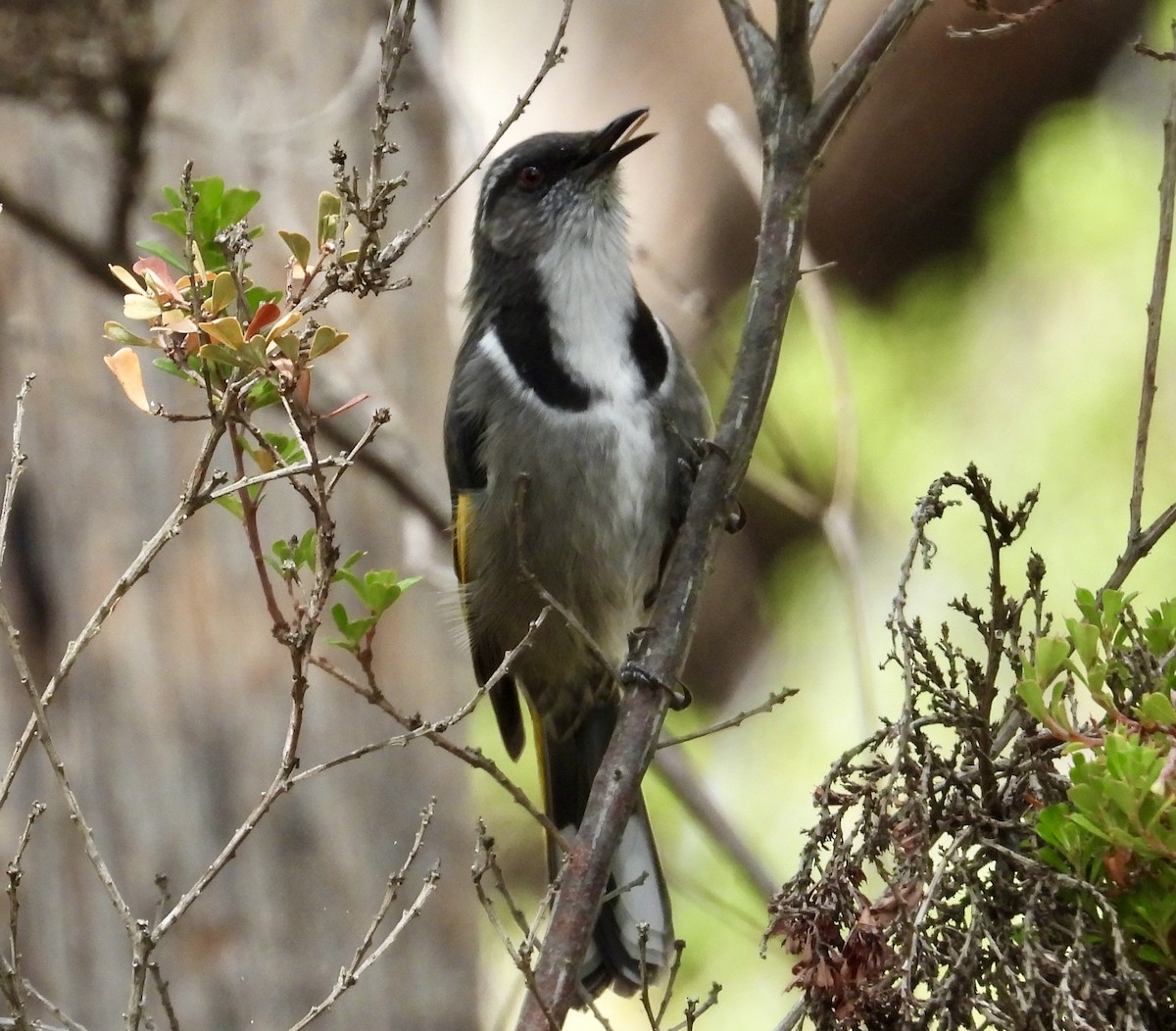 Crescent Honeyeater - ML631250715