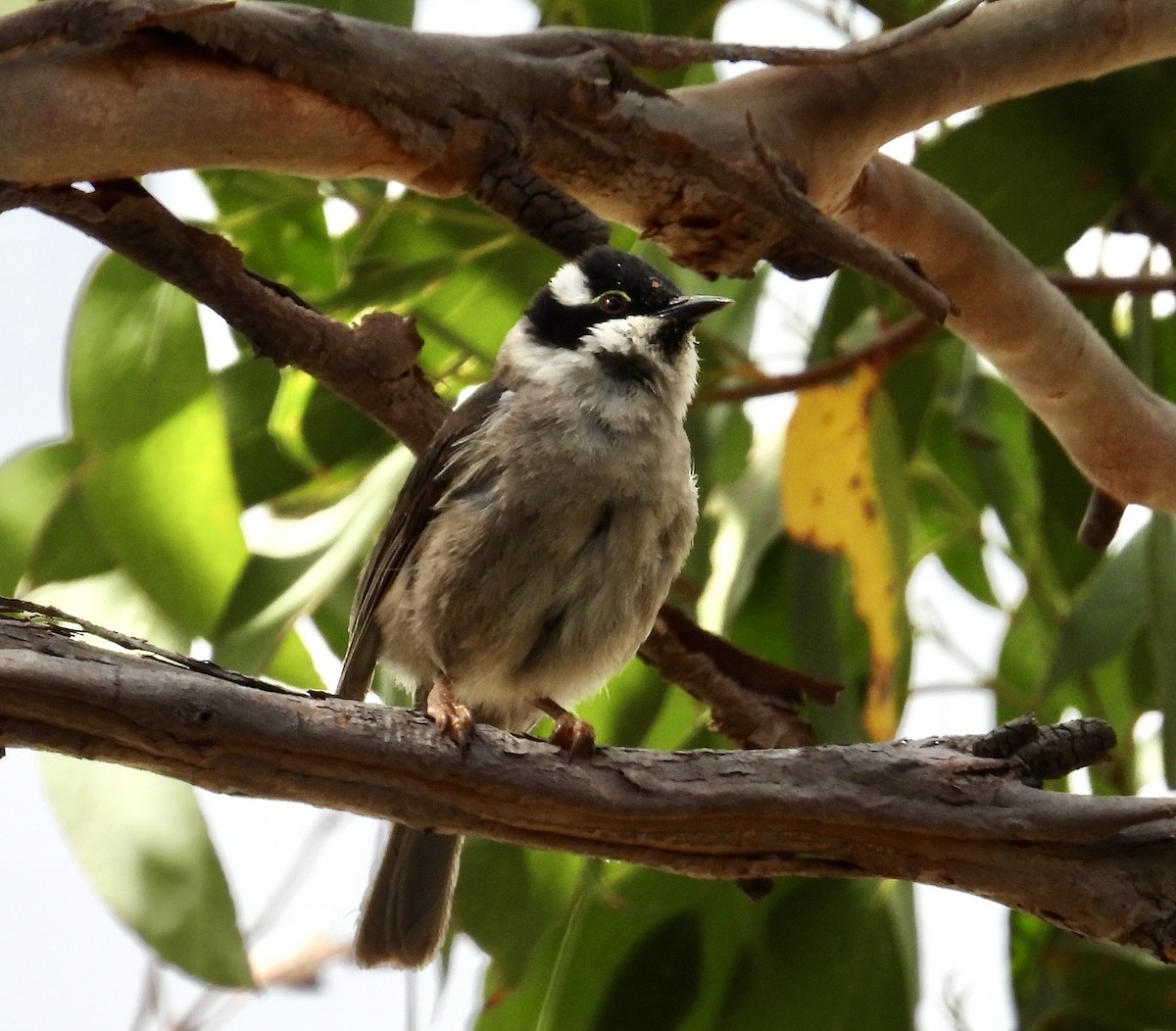 Strong-billed Honeyeater - ML631250727
