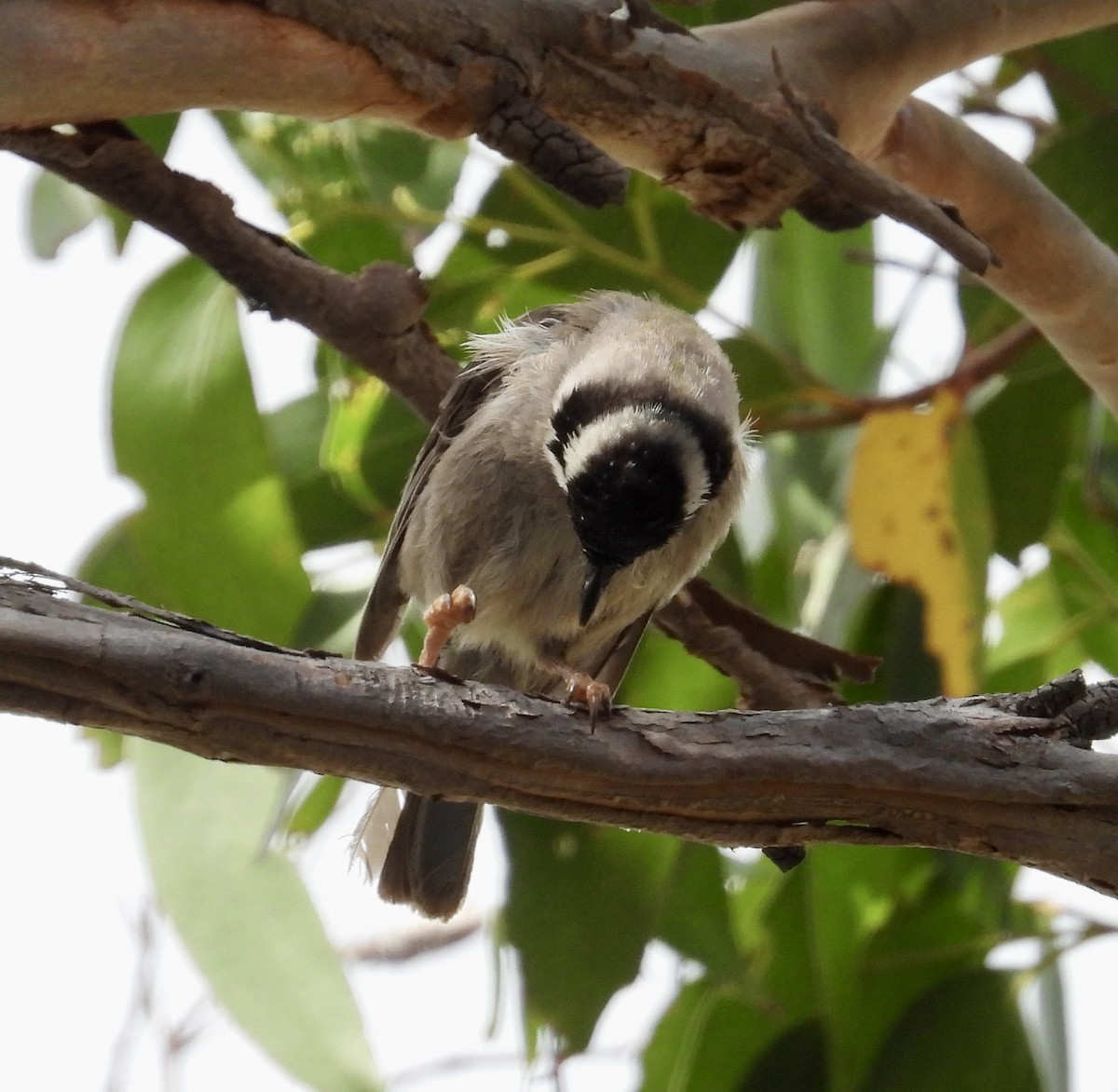 Strong-billed Honeyeater - ML631250728