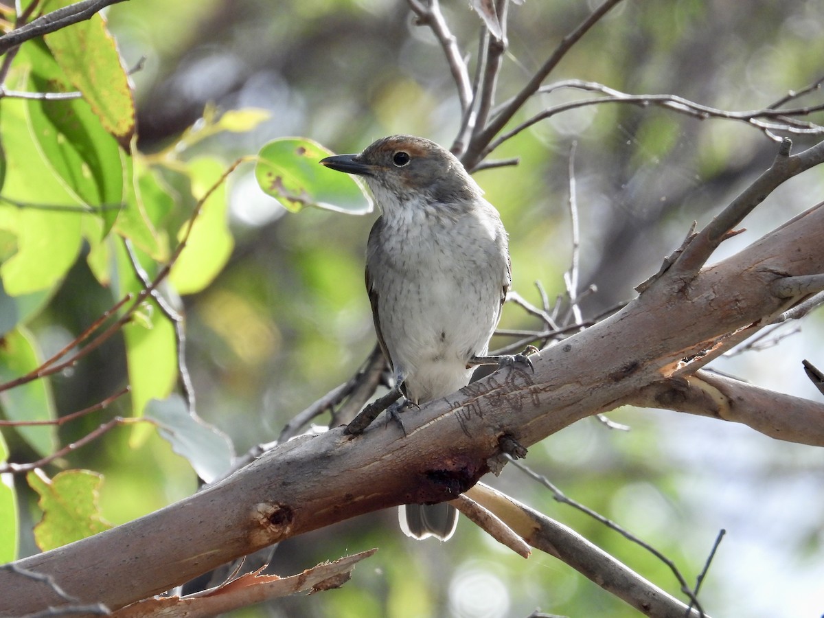 Gray Shrikethrush - ML631250758
