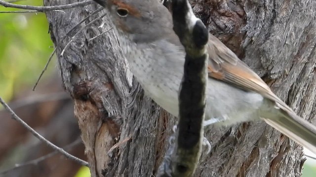 Gray Shrikethrush - ML631250759