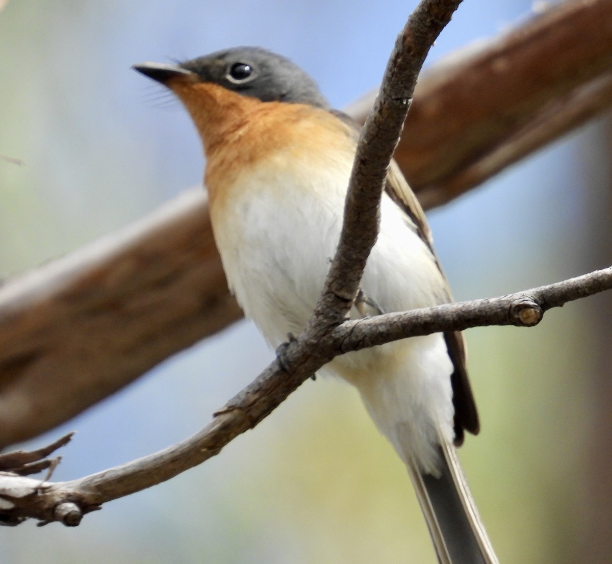 Satin Flycatcher - ML631250788
