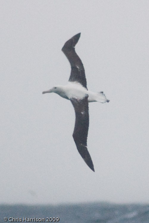 Northern Royal Albatross - ML631250824