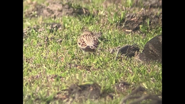 Thick-billed Longspur - ML631250892