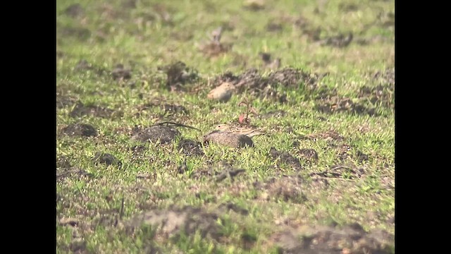 Thick-billed Longspur - ML631250898