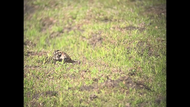 Thick-billed Longspur - ML631250899