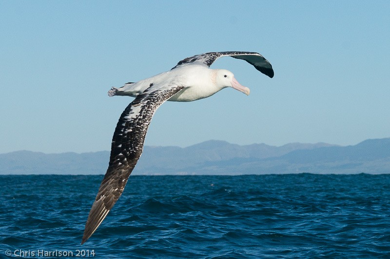 Antipodean Albatross (New Zealand) - ML631250913