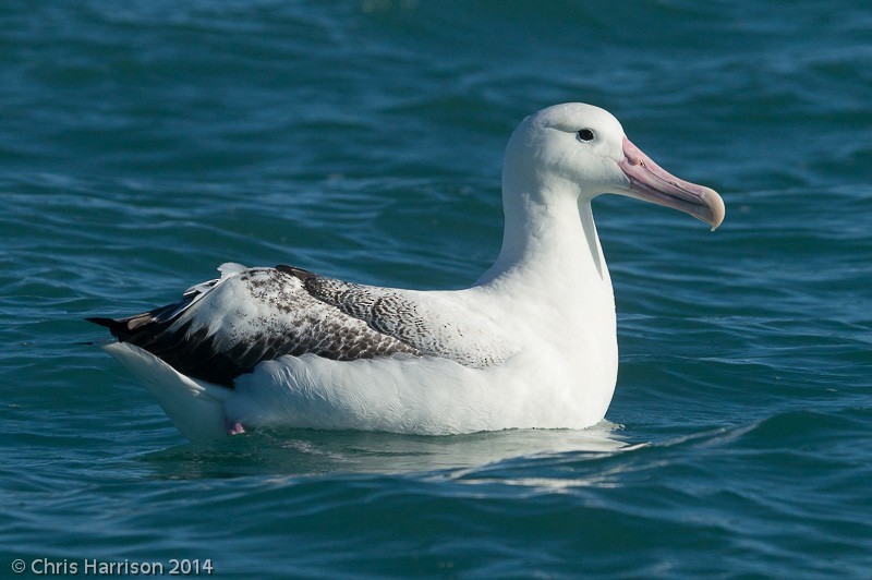 Southern Royal Albatross - ML631250956