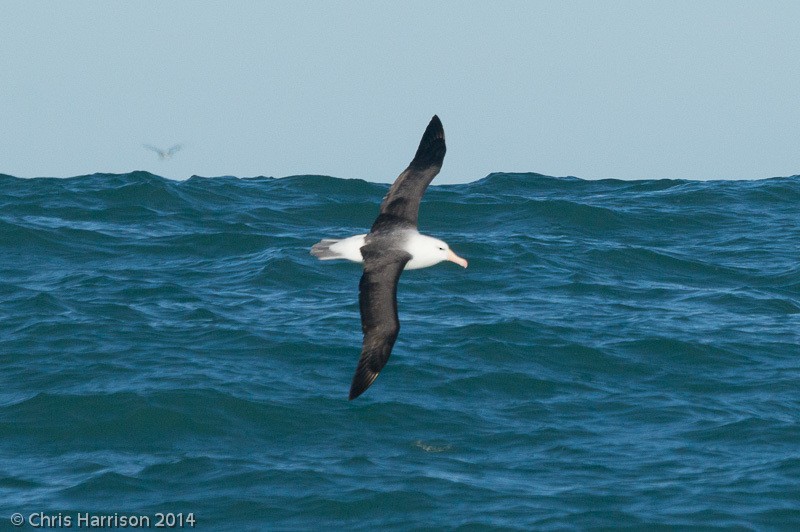 Albatro sopracciglineri (melanophris) - ML631250985
