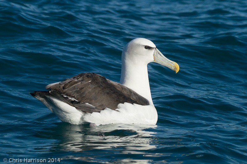 White-capped Albatross - ML631251006