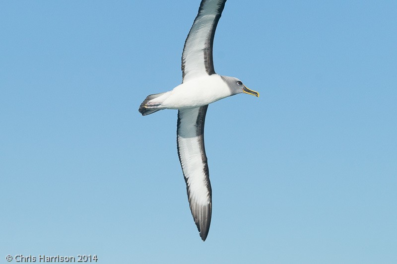 Buller's Albatross - ML631251020