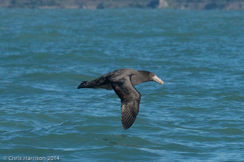 Northern Giant-Petrel - ML631251027