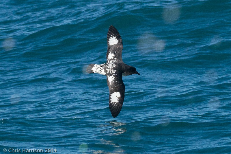 Procellaria del Capo - ML631251033