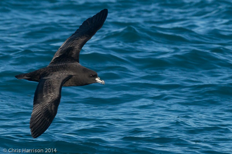 Westland Petrel - ML631251037