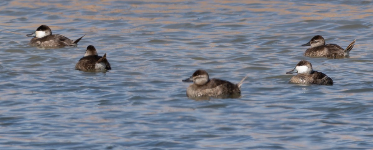 Ruddy Duck - ML631251131