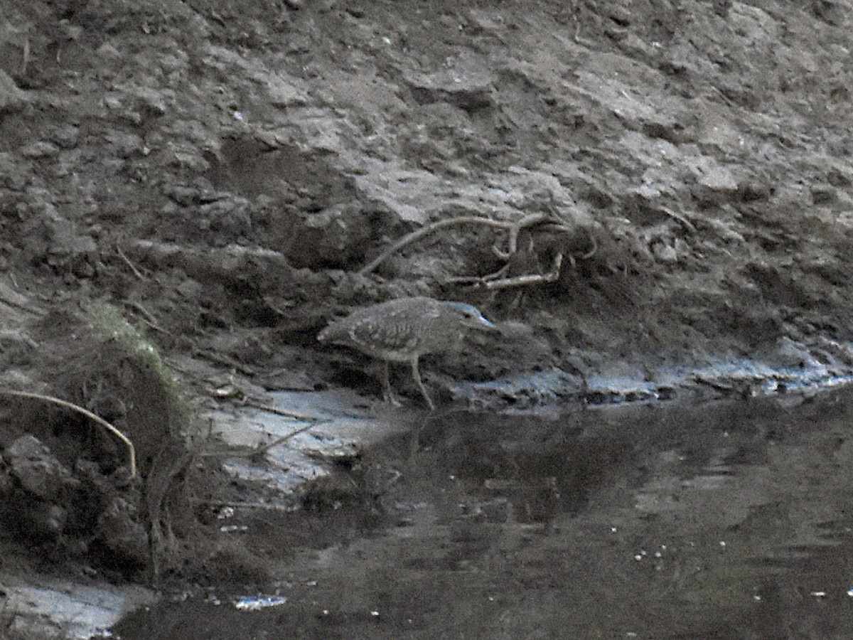 Квак звичайний - ML631251133