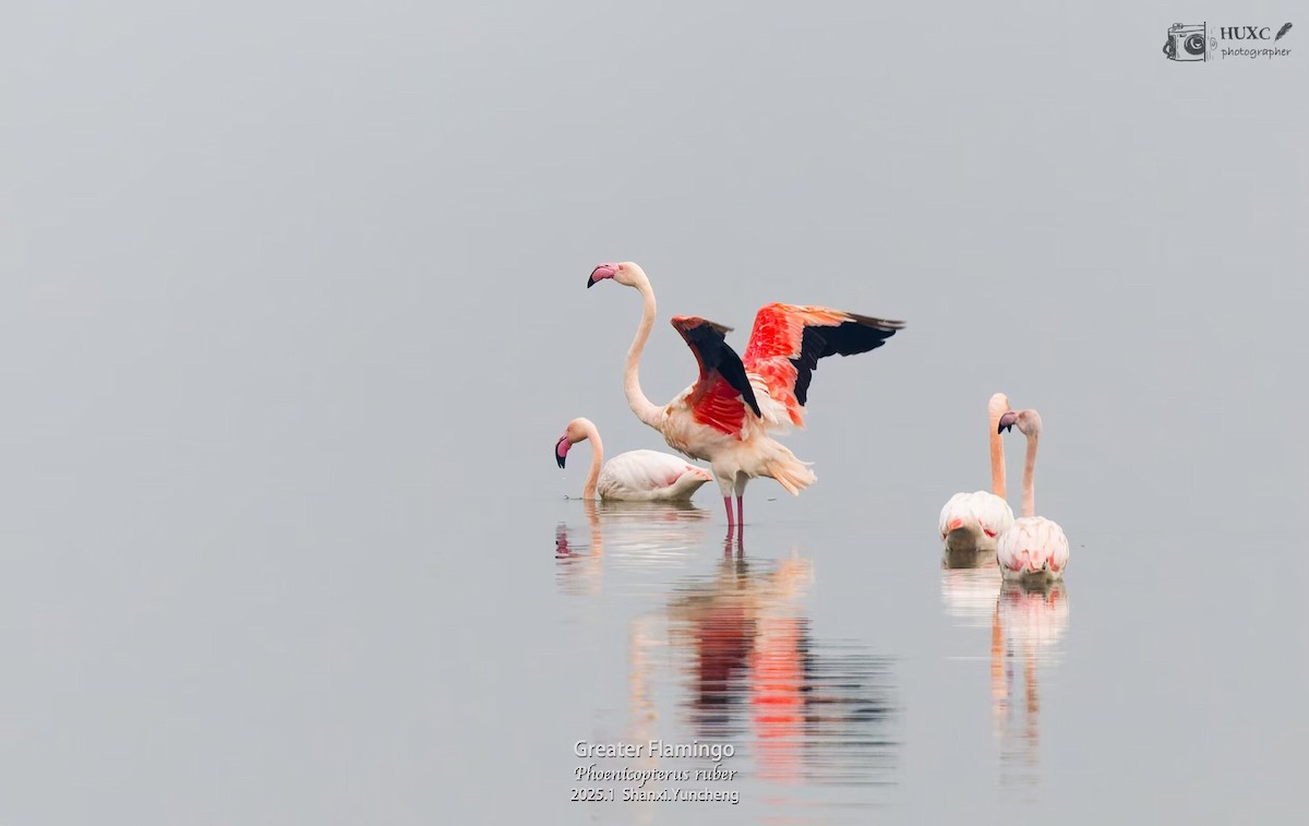 Greater Flamingo - ML631251142