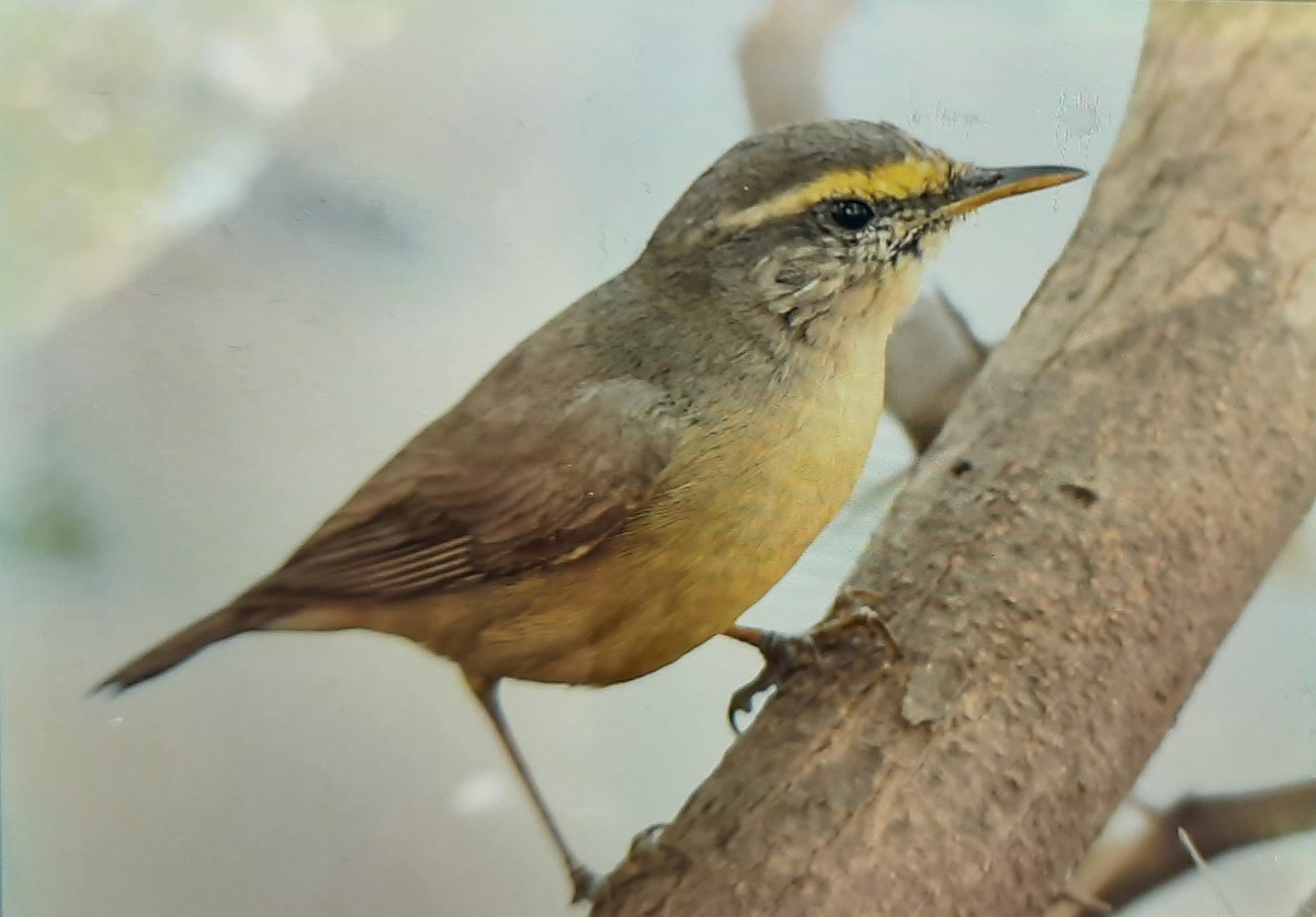 Sulphur-bellied Warbler - ML631251363