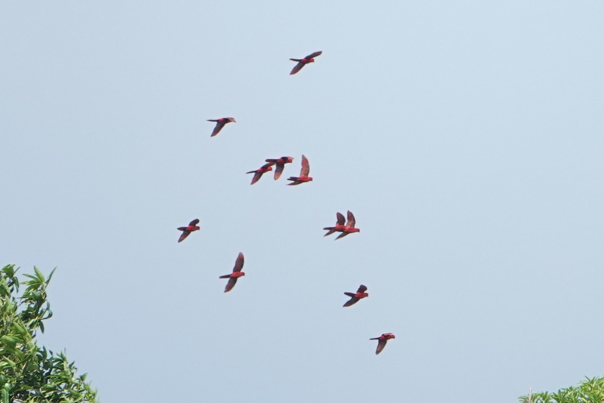 Cardinal Lory - ML631251434