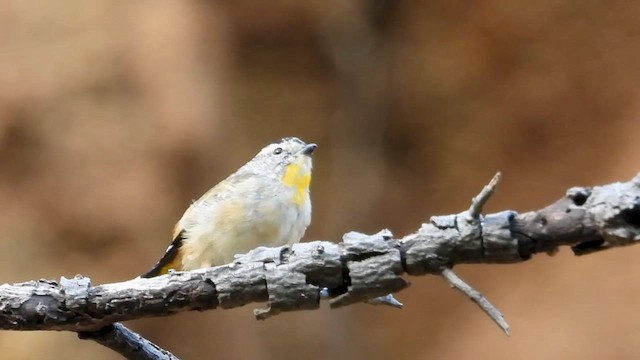 Spotted Pardalote - ML631251500