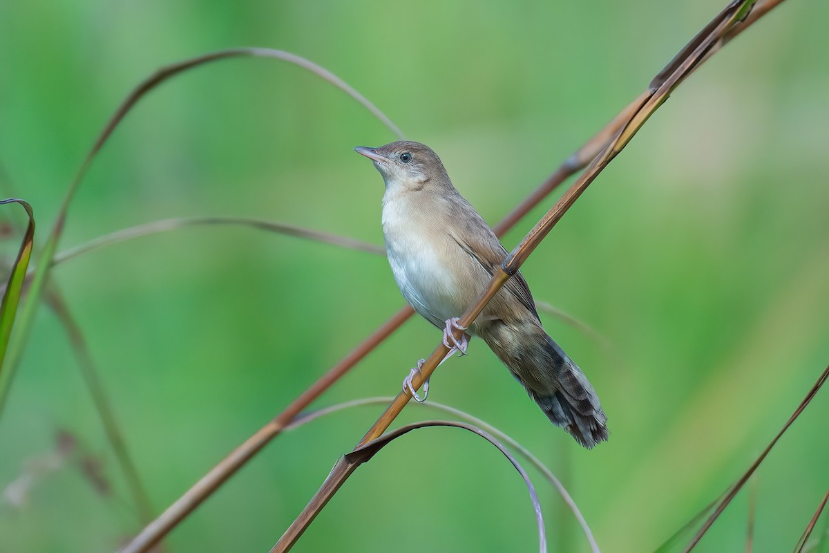 Broad-tailed Grassbird - Muhammed Rafi
