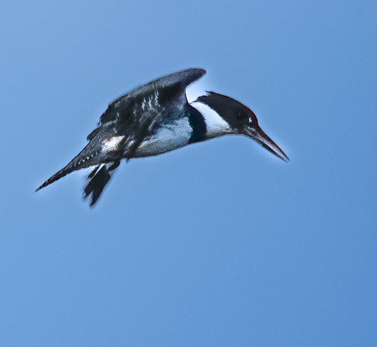 Belted Kingfisher - Kathleen Horn