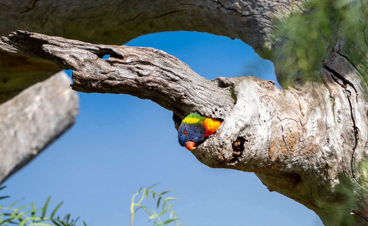 Rainbow Lorikeet - ML631251554