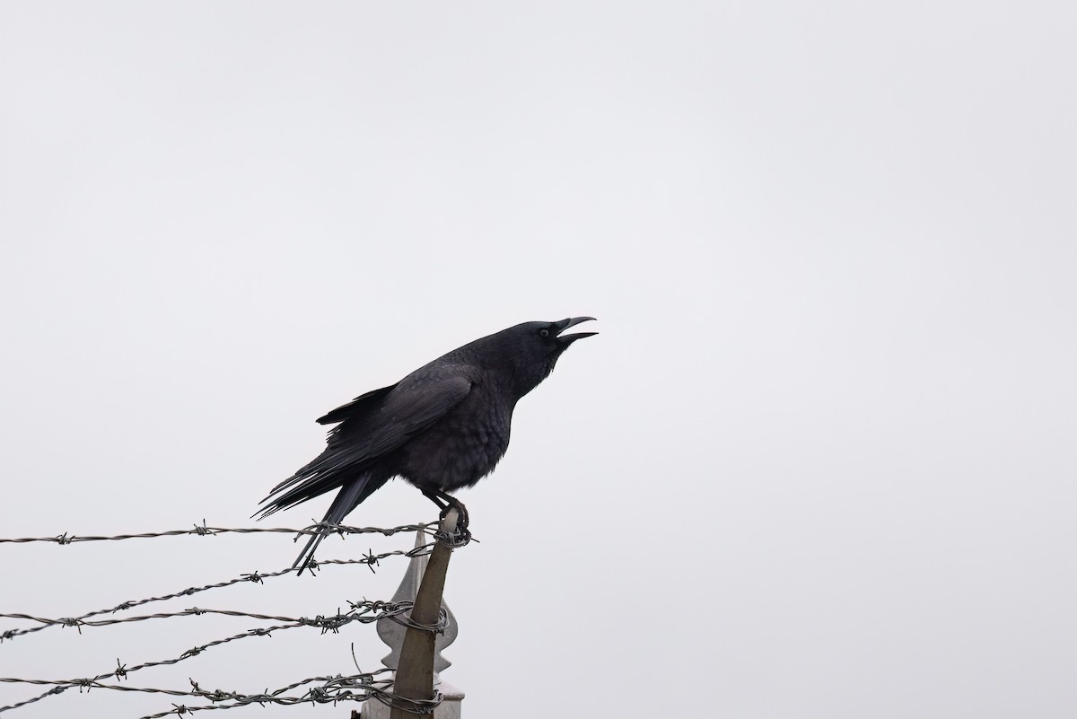American Crow - ML631251556