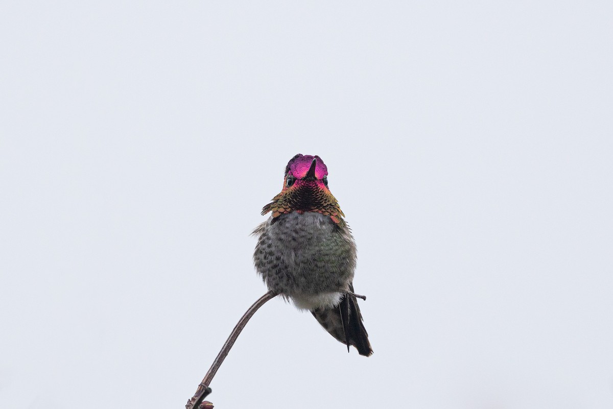 Anna's Hummingbird - ML631251567